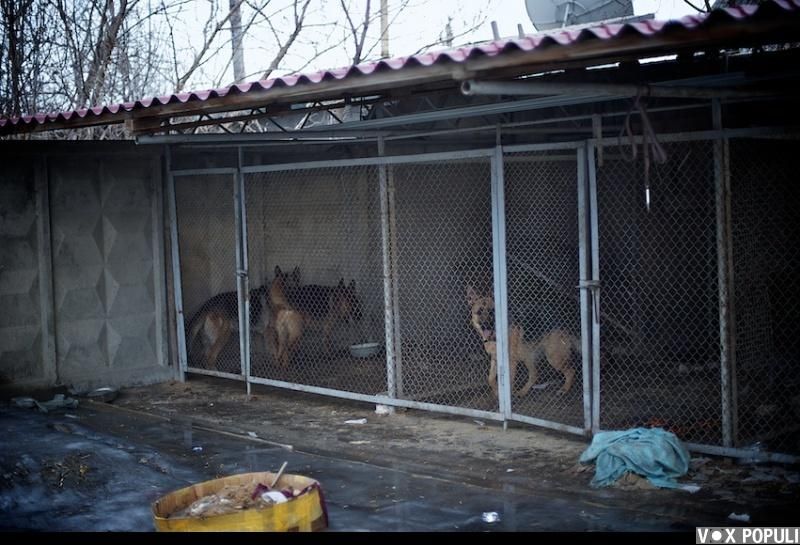 Незрячий мужчина из Талдыкоргана и его собака-поводырь Лари — история доверия, дружбы и света, который помогает идти вперёд даже в темноте, незрячие, собака-поводырь, Талдыкорган, жизнь, инвалиды, помощь, социализация, проект, Карлыгаш Нуржан, Shanger.kz