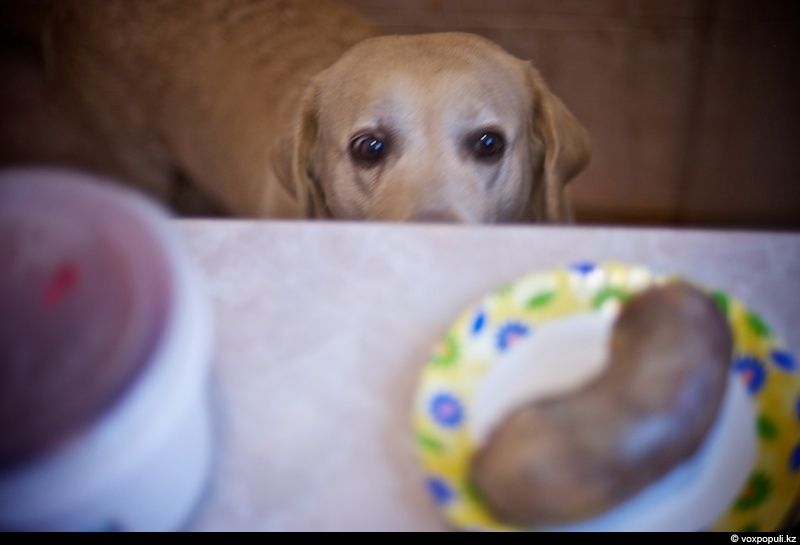 Незрячий мужчина из Талдыкоргана и его собака-поводырь Лари — история доверия, дружбы и света, который помогает идти вперёд даже в темноте, незрячие, собака-поводырь, Талдыкорган, жизнь, инвалиды, помощь, социализация, проект, Карлыгаш Нуржан, Shanger.kz