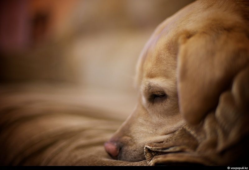 Незрячий мужчина из Талдыкоргана и его собака-поводырь Лари — история доверия, дружбы и света, который помогает идти вперёд даже в темноте, незрячие, собака-поводырь, Талдыкорган, жизнь, инвалиды, помощь, социализация, проект, Карлыгаш Нуржан, Shanger.kz