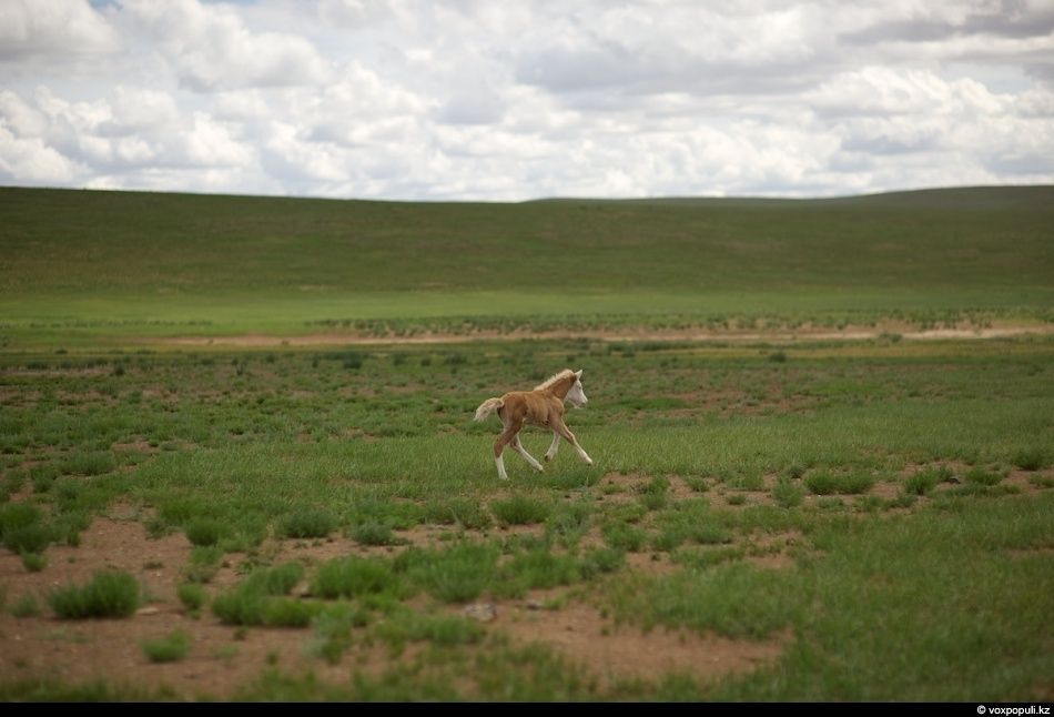 Экспедиция «По следам Чингисхана» проходит по древним местам Монголии — Каракоруму, Орхону и мемориалам великих тюркских и монгольских правителей. Монголия, Чингисхан, Каракорум, Великая степь, экспедиция, история, тюркские племена, культура, археология, Карлыгаш Нуржан, Shanger.kz