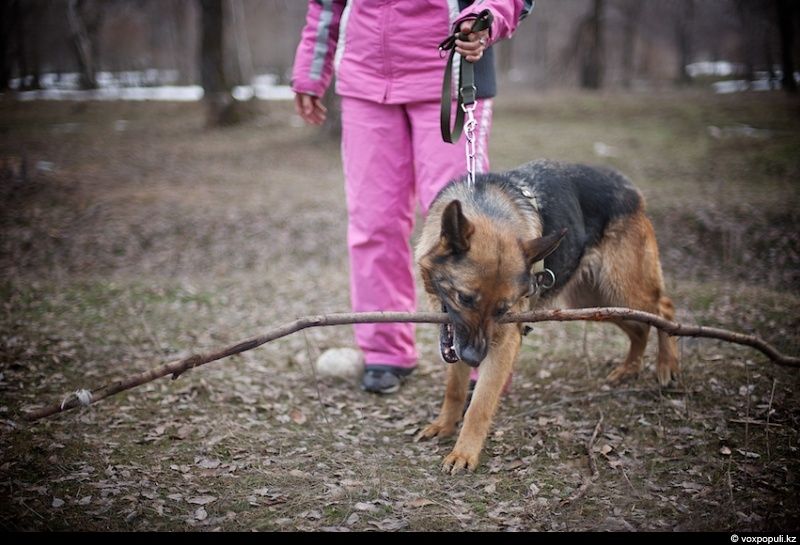 Незрячий мужчина из Талдыкоргана и его собака-поводырь Лари — история доверия, дружбы и света, который помогает идти вперёд даже в темноте, незрячие, собака-поводырь, Талдыкорган, жизнь, инвалиды, помощь, социализация, проект, Карлыгаш Нуржан, Shanger.kz
