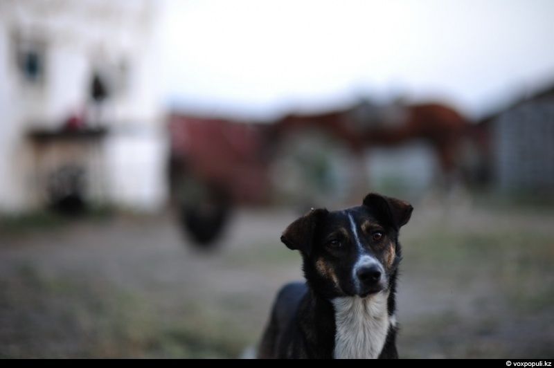 Казахская семья в осенний сезон готовит согым — традиционную заготовку мяса на зиму и казы, национальный деликатес, символизирующий уважение к труду и преемственность традиций. Согым, казы, традиции Казахстана, конина, сельская жизнь, казахская кухня, Алматинская область, Карлыгаш Нуржан, Shanger.kz