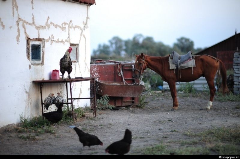 Казахская семья в осенний сезон готовит согым — традиционную заготовку мяса на зиму и казы, национальный деликатес, символизирующий уважение к труду и преемственность традиций. Согым, казы, традиции Казахстана, конина, сельская жизнь, казахская кухня, Алматинская область, Карлыгаш Нуржан, Shanger.kz