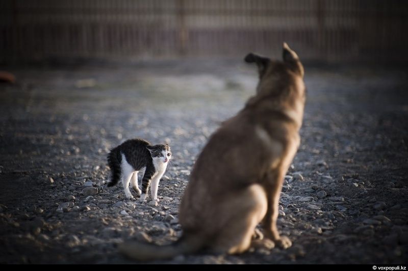 Жители села Кызылагаш вспоминают трагедию 2010 года, когда прорыв плотины уничтожил село, и рассказывают, как им удалось начать жизнь заново. Кызылагаш, наводнение 2010, восстановление, жизнь после трагедии, Аксуcкий район, помощь пострадавшим, Алматинская область, Карлыгаш Нуржан, Shanger.kz