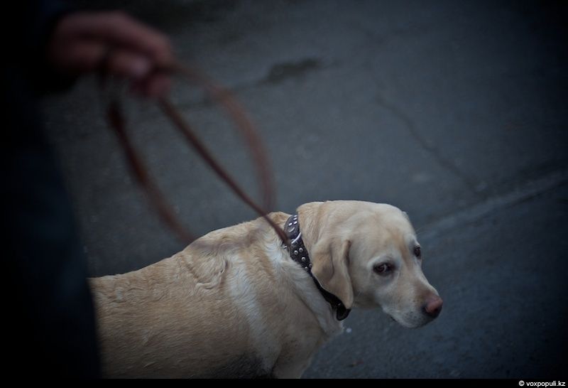 Незрячий мужчина из Талдыкоргана и его собака-поводырь Лари — история доверия, дружбы и света, который помогает идти вперёд даже в темноте, незрячие, собака-поводырь, Талдыкорган, жизнь, инвалиды, помощь, социализация, проект, Карлыгаш Нуржан, Shanger.kz