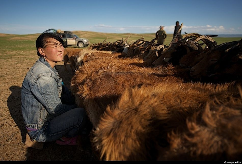 Экспедиция «По пути Чингисхана» встречается с монгольскими казахами в Баян-Өлгии, исследуя их быт, культуру и историю на древней земле кочевников. Монголия, казахи Монголии, Баян-Өлгий, Чингисхан, экспедиция, кочевая культура, этнография, история, путешествия, Карлыгаш Нуржан, Shanger.kz