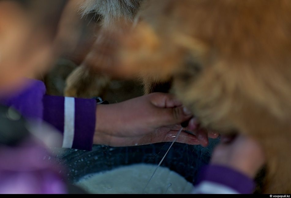 Экспедиция «По пути Чингисхана» встречается с монгольскими казахами в Баян-Өлгии, исследуя их быт, культуру и историю на древней земле кочевников. Монголия, казахи Монголии, Баян-Өлгий, Чингисхан, экспедиция, кочевая культура, этнография, история, путешествия, Карлыгаш Нуржан, Shanger.kz