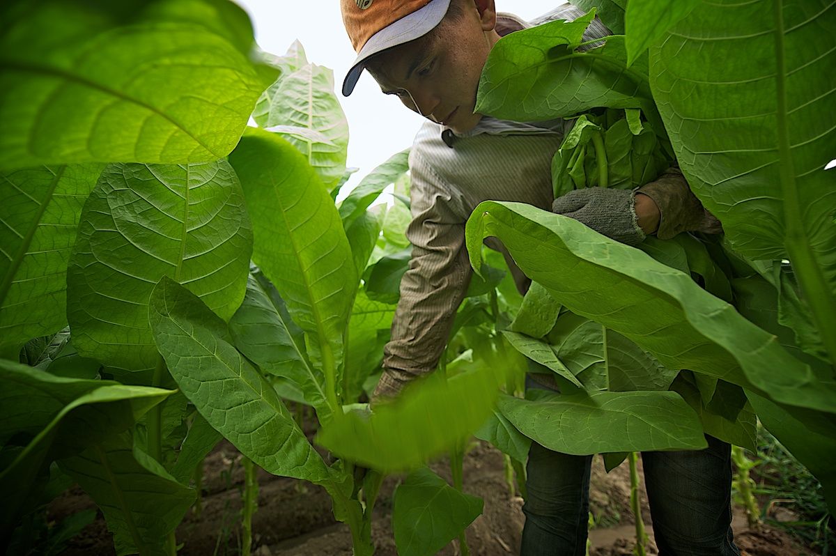 Работники табачной плантации в Алматинской области собирают листья табака, сушат их в специальных теплицах и готовят к переработке. Табак, сельское хозяйство, Казахстан, фермерство, Алматинская область, агропроизводство, Карла Нур, табачная ферма