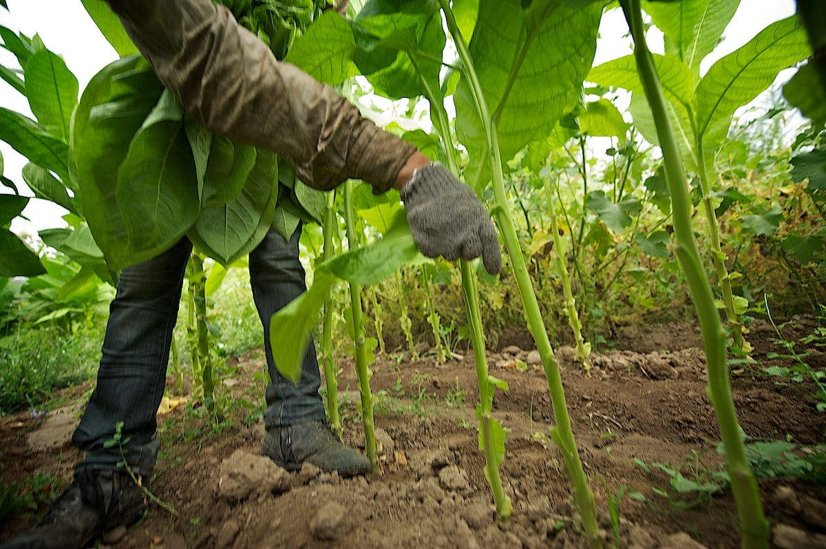 Работники табачной плантации в Алматинской области собирают листья табака, сушат их в специальных теплицах и готовят к переработке. Табак, сельское хозяйство, Казахстан, фермерство, Алматинская область, агропроизводство, Карла Нур, табачная ферма