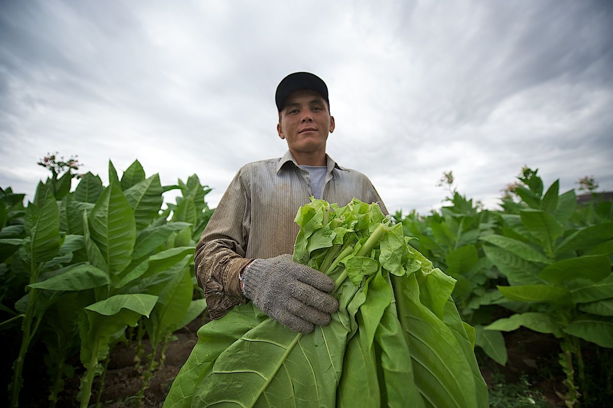 Работники табачной плантации в Алматинской области собирают листья табака, сушат их в специальных теплицах и готовят к переработке. Табак, сельское хозяйство, Казахстан, фермерство, Алматинская область, агропроизводство, Карла Нур, табачная ферма
