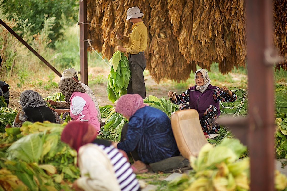 Работники табачной плантации в Алматинской области собирают листья табака, сушат их в специальных теплицах и готовят к переработке. Табак, сельское хозяйство, Казахстан, фермерство, Алматинская область, агропроизводство, Карла Нур, табачная ферма