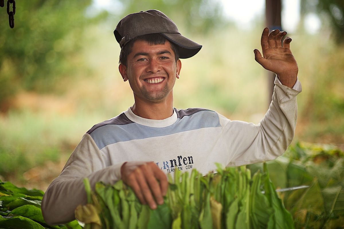 Работники табачной плантации в Алматинской области собирают листья табака, сушат их в специальных теплицах и готовят к переработке. Табак, сельское хозяйство, Казахстан, фермерство, Алматинская область, агропроизводство, Карла Нур, табачная ферма
