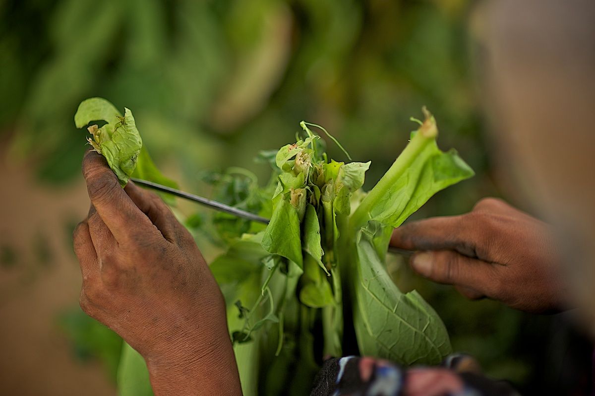Работники табачной плантации в Алматинской области собирают листья табака, сушат их в специальных теплицах и готовят к переработке. Табак, сельское хозяйство, Казахстан, фермерство, Алматинская область, агропроизводство, Карла Нур, табачная ферма