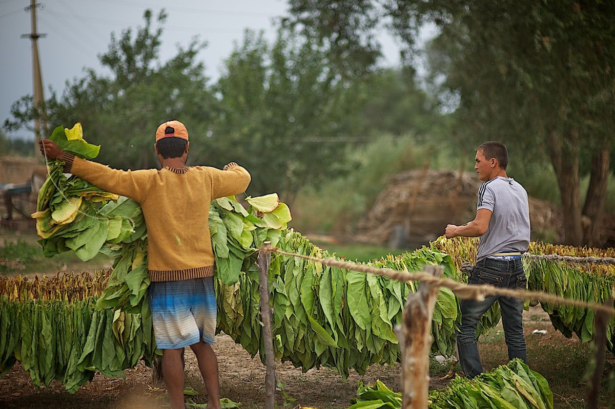 Работники табачной плантации в Алматинской области собирают листья табака, сушат их в специальных теплицах и готовят к переработке. Табак, сельское хозяйство, Казахстан, фермерство, Алматинская область, агропроизводство, Карла Нур, табачная ферма