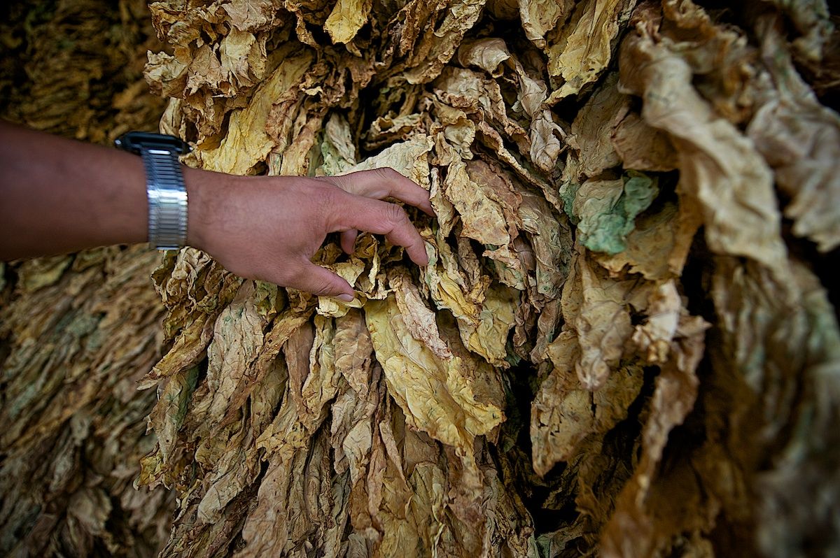 Работники табачной плантации в Алматинской области собирают листья табака, сушат их в специальных теплицах и готовят к переработке. Табак, сельское хозяйство, Казахстан, фермерство, Алматинская область, агропроизводство, Карла Нур, табачная ферма