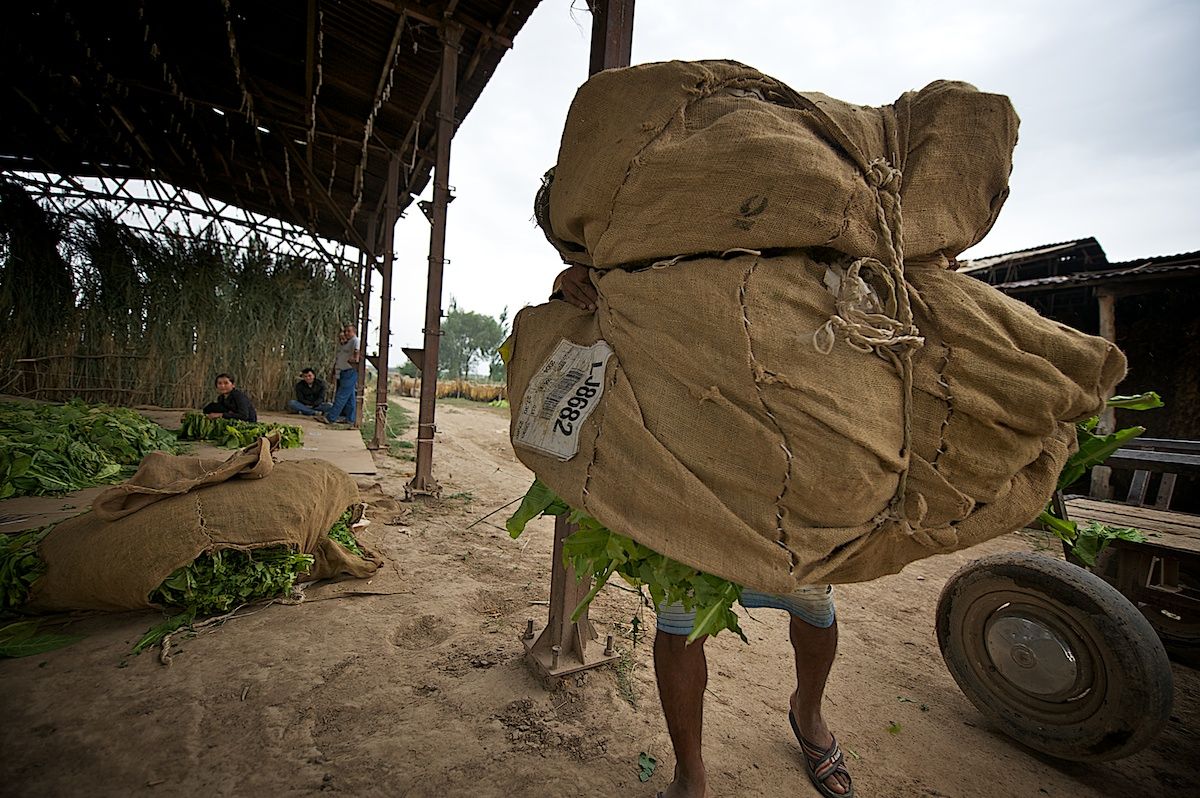 Работники табачной плантации в Алматинской области собирают листья табака, сушат их в специальных теплицах и готовят к переработке. Табак, сельское хозяйство, Казахстан, фермерство, Алматинская область, агропроизводство, Карла Нур, табачная ферма