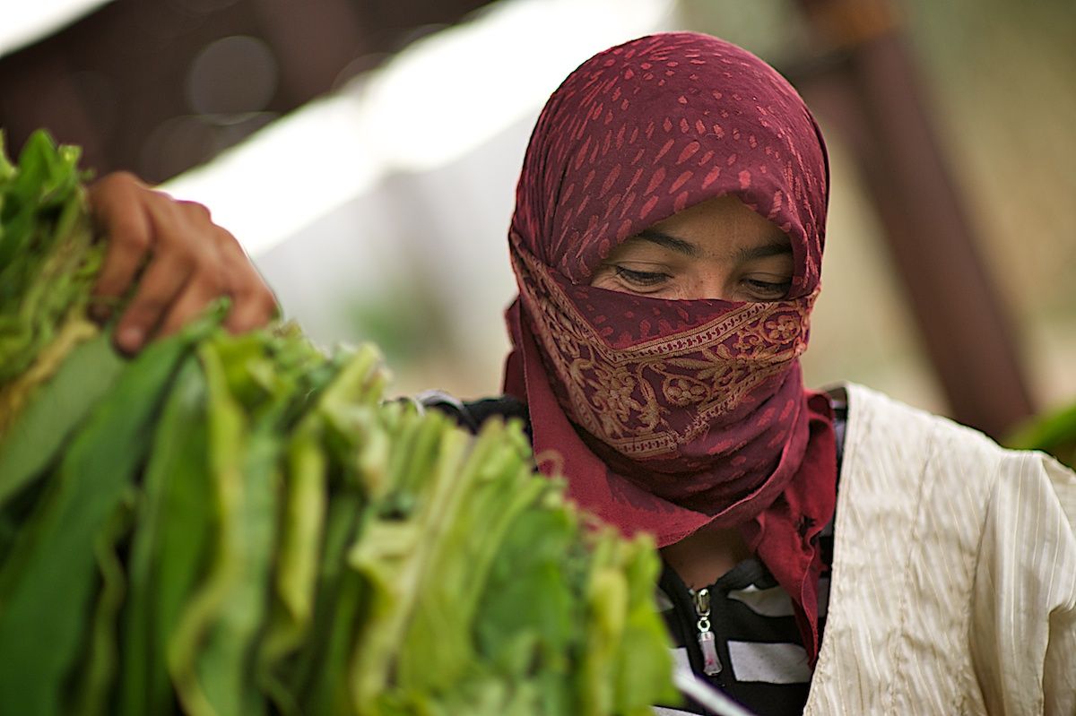 Работники табачной плантации в Алматинской области собирают листья табака, сушат их в специальных теплицах и готовят к переработке. Табак, сельское хозяйство, Казахстан, фермерство, Алматинская область, агропроизводство, Карла Нур, табачная ферма