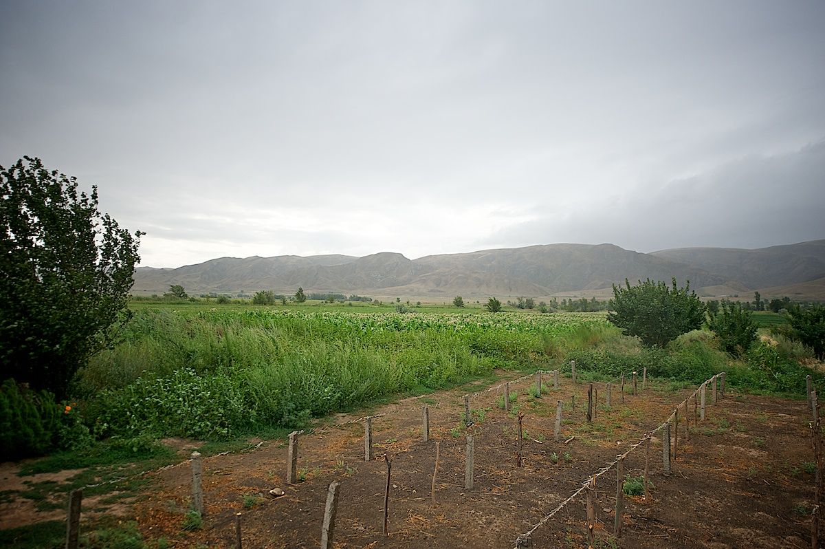 Работники табачной плантации в Алматинской области собирают листья табака, сушат их в специальных теплицах и готовят к переработке. Табак, сельское хозяйство, Казахстан, фермерство, Алматинская область, агропроизводство, Карла Нур, табачная ферма