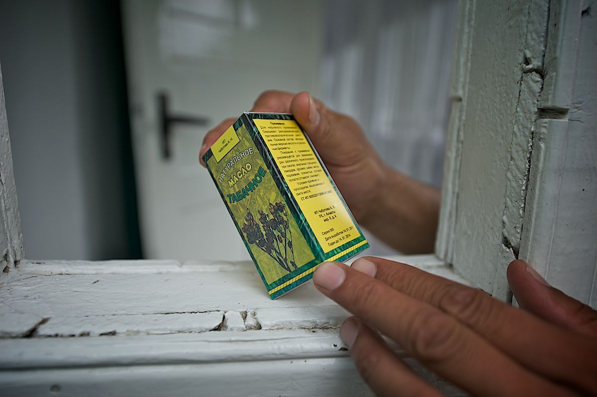 Работники табачной плантации в Алматинской области собирают листья табака, сушат их в специальных теплицах и готовят к переработке. Табак, сельское хозяйство, Казахстан, фермерство, Алматинская область, агропроизводство, Карла Нур, табачная ферма