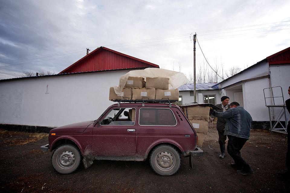 Работники табачной фермы в Чиликском районе сортируют, прессуют и сдают урожай табака на пункт приёма компании «Филип Моррис Казахстан». Табак, Чиликский район, фермерство, Казахстан, сельское хозяйство, табачная промышленность, Филип Моррис, урожай, Карла Нур. Shanger.kz