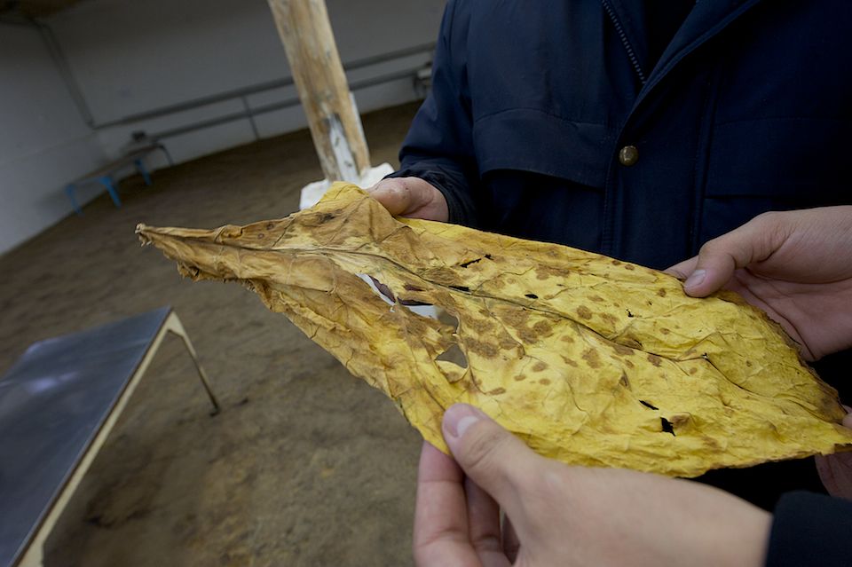 Работники табачной фермы в Чиликском районе сортируют, прессуют и сдают урожай табака на пункт приёма компании «Филип Моррис Казахстан». Табак, Чиликский район, фермерство, Казахстан, сельское хозяйство, табачная промышленность, Филип Моррис, урожай, Карла Нур. Shanger.kz