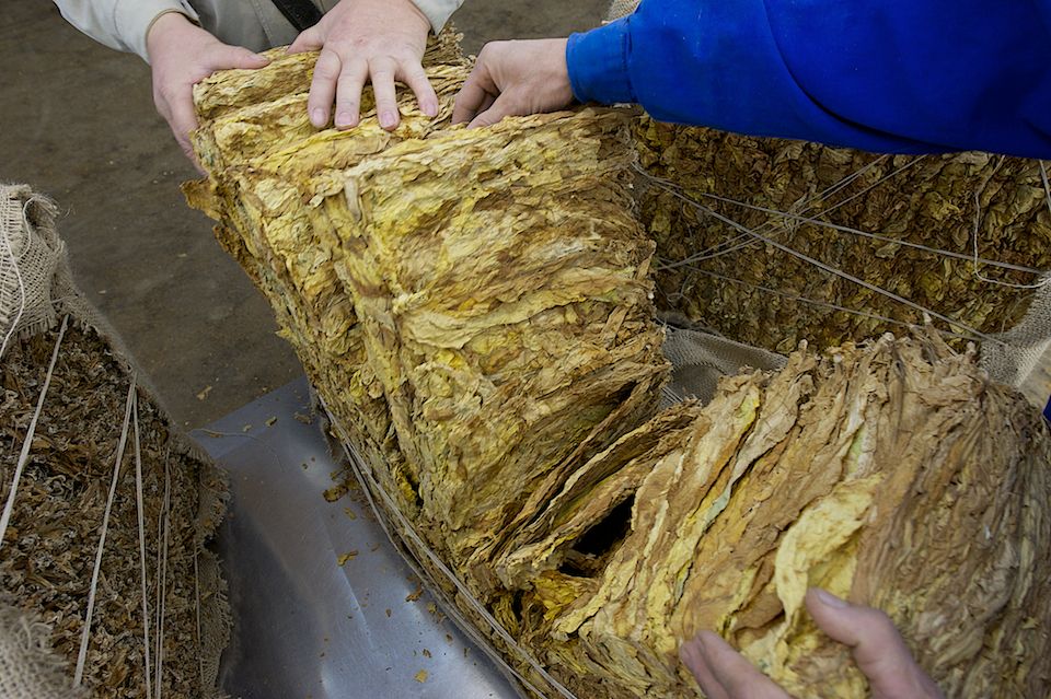 Работники табачной фермы в Чиликском районе сортируют, прессуют и сдают урожай табака на пункт приёма компании «Филип Моррис Казахстан». Табак, Чиликский район, фермерство, Казахстан, сельское хозяйство, табачная промышленность, Филип Моррис, урожай, Карла Нур. Shanger.kz