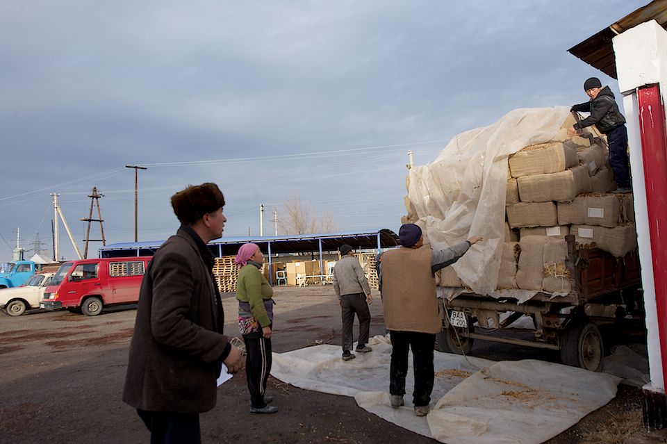 Работники табачной фермы в Чиликском районе сортируют, прессуют и сдают урожай табака на пункт приёма компании «Филип Моррис Казахстан». Табак, Чиликский район, фермерство, Казахстан, сельское хозяйство, табачная промышленность, Филип Моррис, урожай, Карла Нур. Shanger.kz