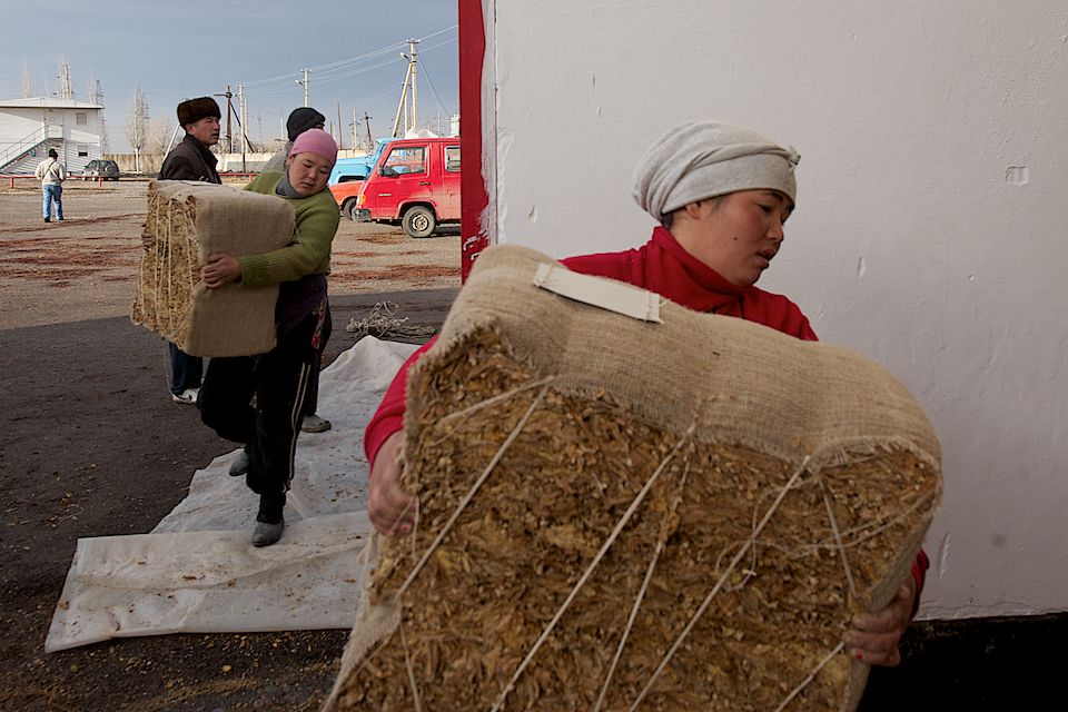 Работники табачной фермы в Чиликском районе сортируют, прессуют и сдают урожай табака на пункт приёма компании «Филип Моррис Казахстан». Табак, Чиликский район, фермерство, Казахстан, сельское хозяйство, табачная промышленность, Филип Моррис, урожай, Карла Нур. Shanger.kz