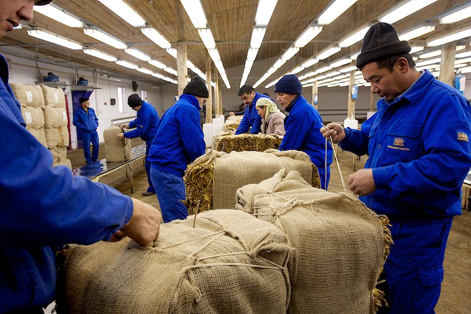 Работники табачной фермы в Чиликском районе сортируют, прессуют и сдают урожай табака на пункт приёма компании «Филип Моррис Казахстан». Табак, Чиликский район, фермерство, Казахстан, сельское хозяйство, табачная промышленность, Филип Моррис, урожай, Карла Нур. Shanger.kz