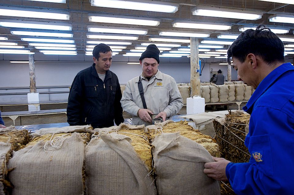 Работники табачной фермы в Чиликском районе сортируют, прессуют и сдают урожай табака на пункт приёма компании «Филип Моррис Казахстан». Табак, Чиликский район, фермерство, Казахстан, сельское хозяйство, табачная промышленность, Филип Моррис, урожай, Карла Нур. Shanger.kz