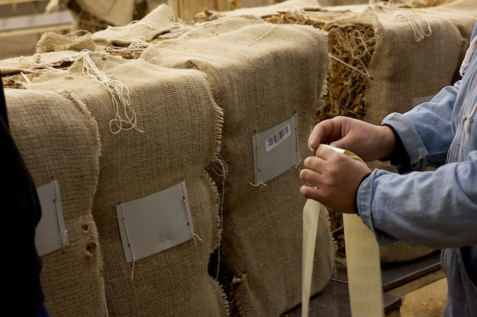 Работники табачной фермы в Чиликском районе сортируют, прессуют и сдают урожай табака на пункт приёма компании «Филип Моррис Казахстан». Табак, Чиликский район, фермерство, Казахстан, сельское хозяйство, табачная промышленность, Филип Моррис, урожай, Карла Нур. Shanger.kz