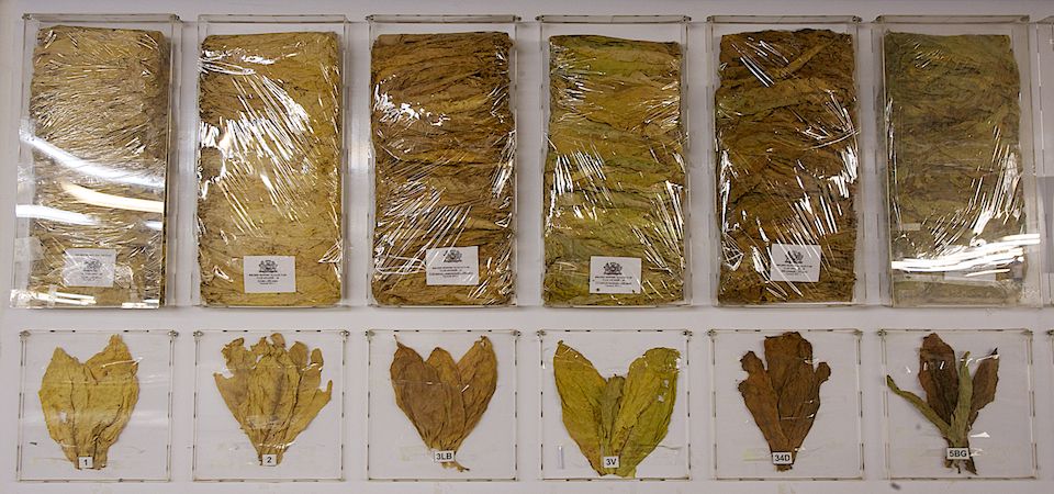 Работники табачной фермы в Чиликском районе сортируют, прессуют и сдают урожай табака на пункт приёма компании «Филип Моррис Казахстан». Табак, Чиликский район, фермерство, Казахстан, сельское хозяйство, табачная промышленность, Филип Моррис, урожай, Карла Нур. Shanger.kz