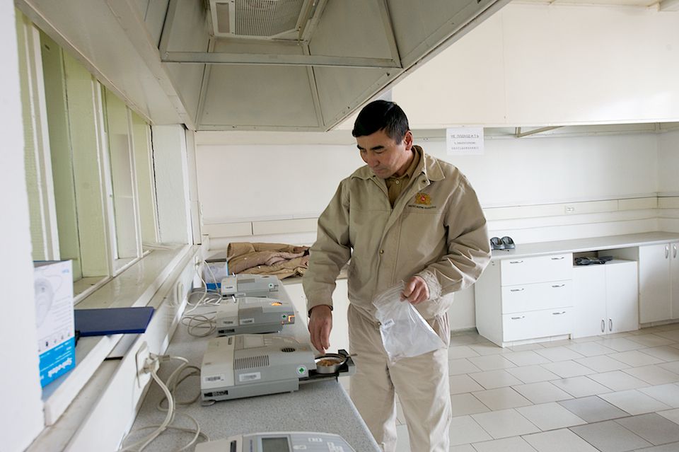 Работники табачной фермы в Чиликском районе сортируют, прессуют и сдают урожай табака на пункт приёма компании «Филип Моррис Казахстан». Табак, Чиликский район, фермерство, Казахстан, сельское хозяйство, табачная промышленность, Филип Моррис, урожай, Карла Нур. Shanger.kz