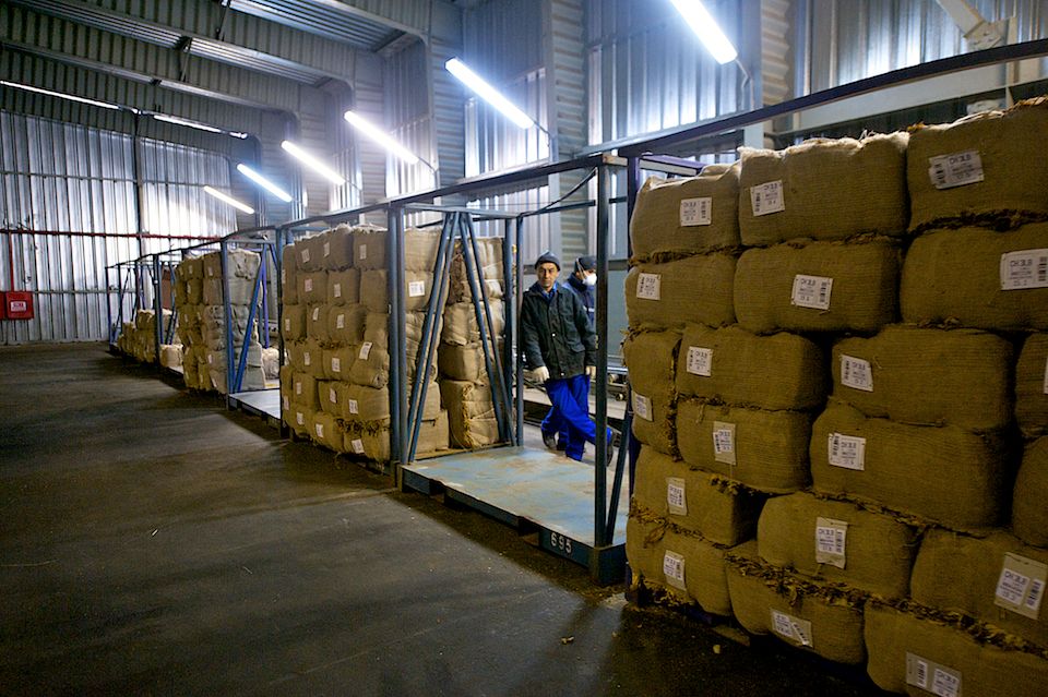 Работники табачной фермы в Чиликском районе сортируют, прессуют и сдают урожай табака на пункт приёма компании «Филип Моррис Казахстан». Табак, Чиликский район, фермерство, Казахстан, сельское хозяйство, табачная промышленность, Филип Моррис, урожай, Карла Нур. Shanger.kz