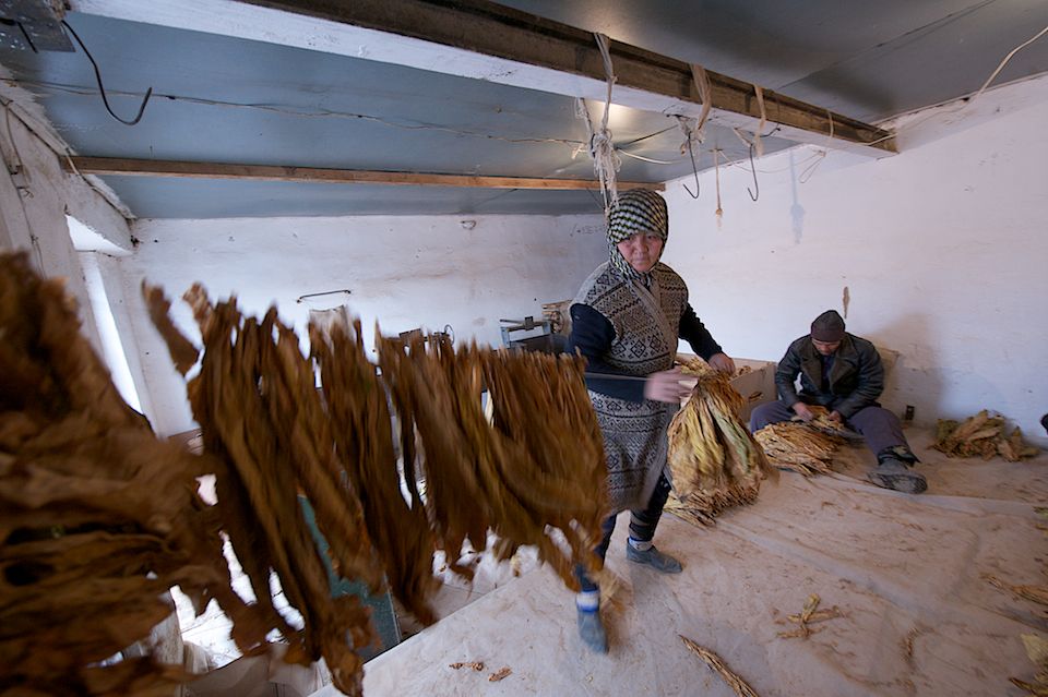 Работники табачной фермы в Чиликском районе сортируют, прессуют и сдают урожай табака на пункт приёма компании «Филип Моррис Казахстан». Табак, Чиликский район, фермерство, Казахстан, сельское хозяйство, табачная промышленность, Филип Моррис, урожай, Карла Нур. Shanger.kz