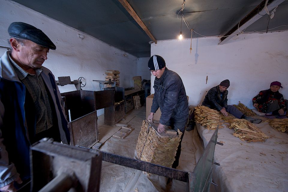 Работники табачной фермы в Чиликском районе сортируют, прессуют и сдают урожай табака на пункт приёма компании «Филип Моррис Казахстан». Табак, Чиликский район, фермерство, Казахстан, сельское хозяйство, табачная промышленность, Филип Моррис, урожай, Карла Нур. Shanger.kz