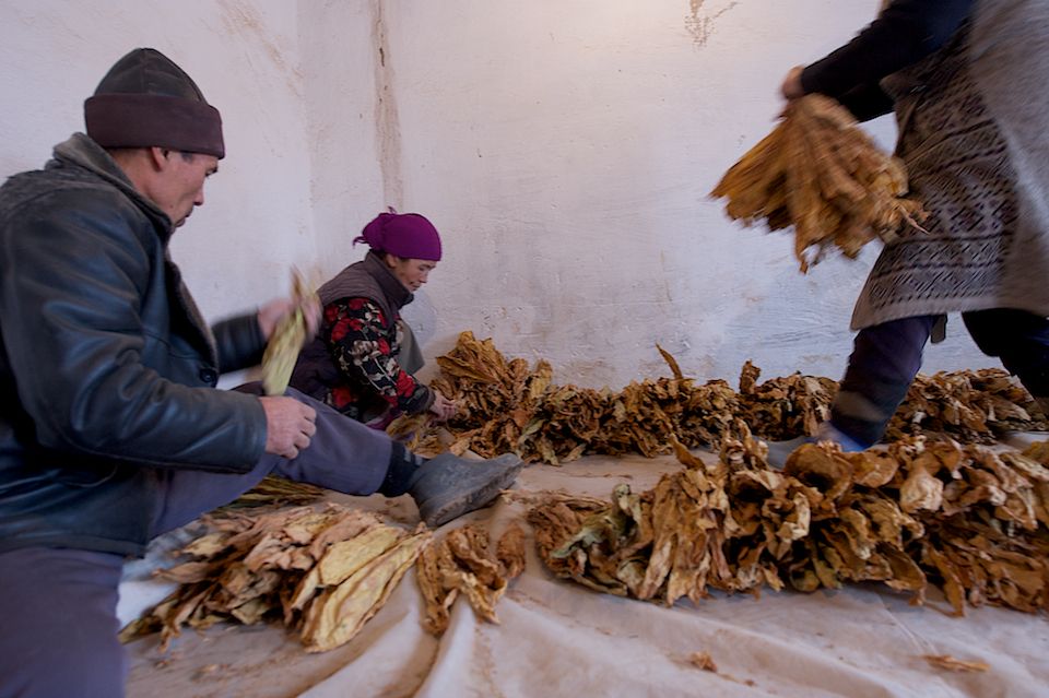 Работники табачной фермы в Чиликском районе сортируют, прессуют и сдают урожай табака на пункт приёма компании «Филип Моррис Казахстан». Табак, Чиликский район, фермерство, Казахстан, сельское хозяйство, табачная промышленность, Филип Моррис, урожай, Карла Нур. Shanger.kz