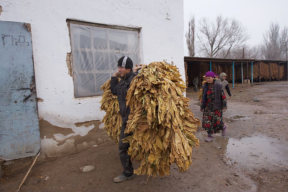 Работники табачной фермы в Чиликском районе сортируют, прессуют и сдают урожай табака на пункт приёма компании «Филип Моррис Казахстан». Табак, Чиликский район, фермерство, Казахстан, сельское хозяйство, табачная промышленность, Филип Моррис, урожай, Карла Нур. Shanger.kz