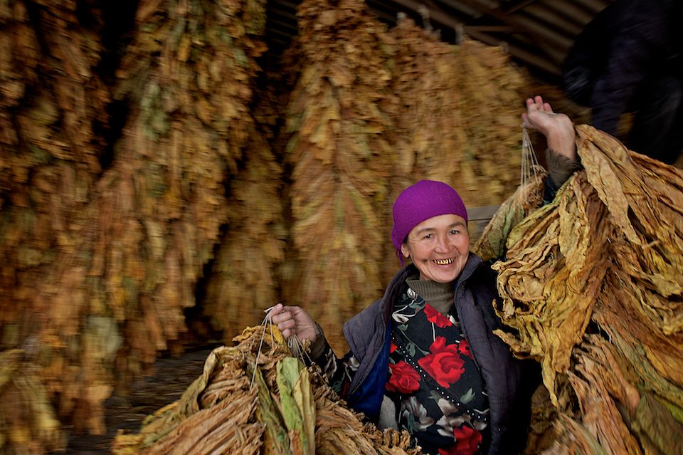 Работники табачной фермы в Чиликском районе сортируют, прессуют и сдают урожай табака на пункт приёма компании «Филип Моррис Казахстан». Табак, Чиликский район, фермерство, Казахстан, сельское хозяйство, табачная промышленность, Филип Моррис, урожай, Карла Нур. Shanger.kz