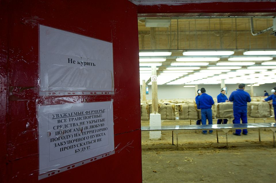 Работники табачной фермы в Чиликском районе сортируют, прессуют и сдают урожай табака на пункт приёма компании «Филип Моррис Казахстан». Табак, Чиликский район, фермерство, Казахстан, сельское хозяйство, табачная промышленность, Филип Моррис, урожай, Карла Нур. Shanger.kz