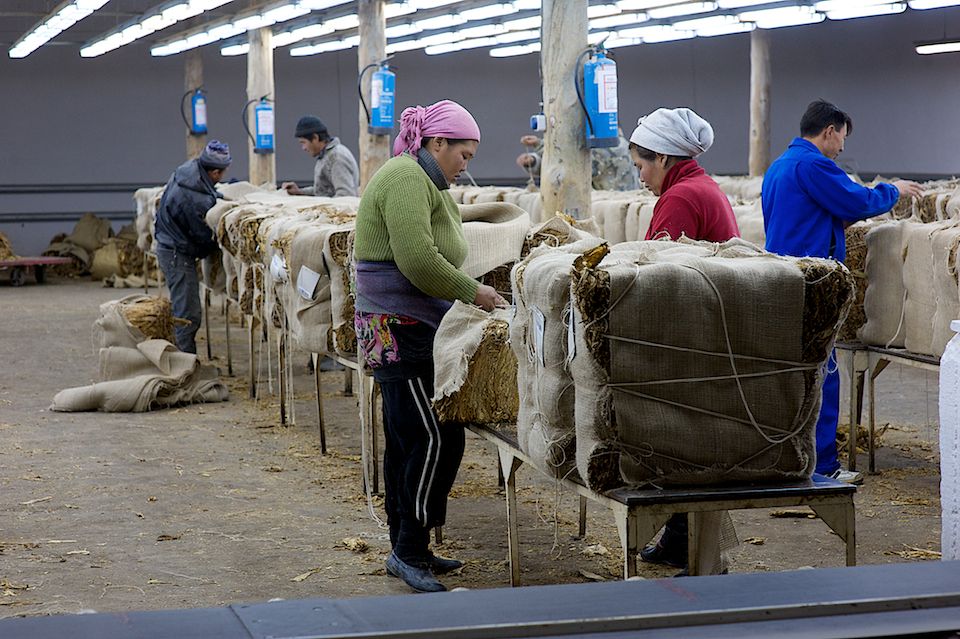 Работники табачной фермы в Чиликском районе сортируют, прессуют и сдают урожай табака на пункт приёма компании «Филип Моррис Казахстан». Табак, Чиликский район, фермерство, Казахстан, сельское хозяйство, табачная промышленность, Филип Моррис, урожай, Карла Нур. Shanger.kz