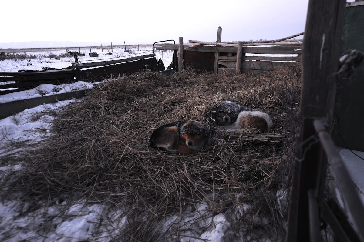 Казахская семья чабанов из села Кызылагаш живёт вдали от городской суеты, сохраняя традиционный уклад, гостеприимие и простую радость сельской жизни. Чабаны, сельская жизнь, Кызылагаш, традиции Казахстана, семья, сельский быт, Зима в Казахстане, Карлыгаш Нуржан, Shanger.kz