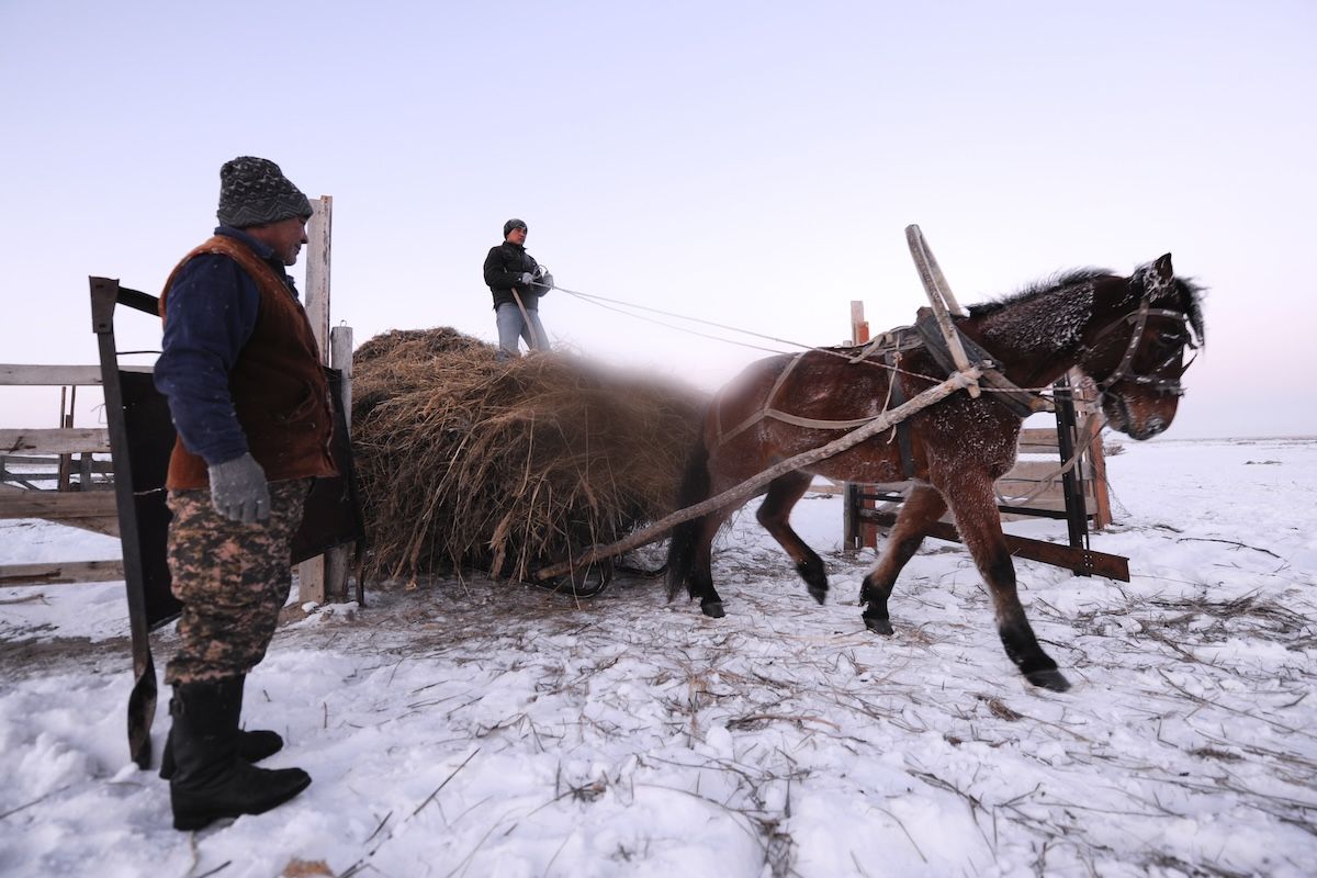 Казахская семья чабанов из села Кызылагаш живёт вдали от городской суеты, сохраняя традиционный уклад, гостеприимие и простую радость сельской жизни. Чабаны, сельская жизнь, Кызылагаш, традиции Казахстана, семья, сельский быт, Зима в Казахстане, Карлыгаш Нуржан, Shanger.kz