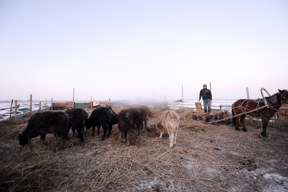 Казахская семья чабанов из села Кызылагаш живёт вдали от городской суеты, сохраняя традиционный уклад, гостеприимие и простую радость сельской жизни. Чабаны, сельская жизнь, Кызылагаш, традиции Казахстана, семья, сельский быт, Зима в Казахстане, Карлыгаш Нуржан, Shanger.kz