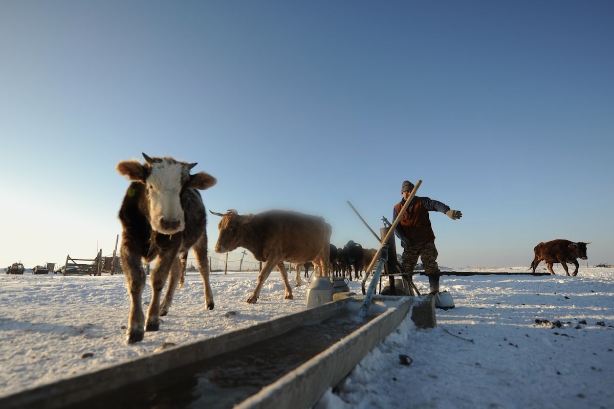 Казахская семья чабанов из села Кызылагаш живёт вдали от городской суеты, сохраняя традиционный уклад, гостеприимие и простую радость сельской жизни. Чабаны, сельская жизнь, Кызылагаш, традиции Казахстана, семья, сельский быт, Зима в Казахстане, Карлыгаш Нуржан, Shanger.kz