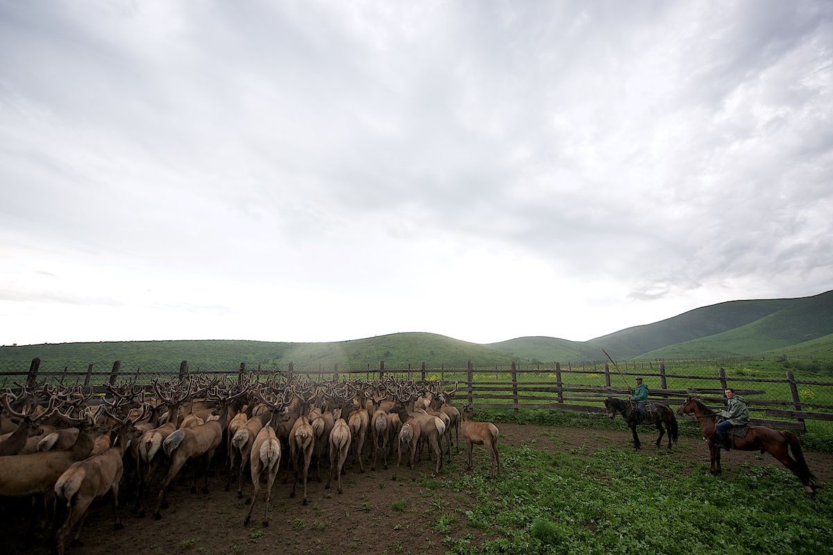 Мараловоды Катон-Карагайского района Восточного Казахстана проводят весеннюю резку пант — молодые рога маралов, из которых изготавливают ценные лечебные препараты. Панты, мараловодство, Катон-Карагай, Восточный Казахстан, маралы, традиции животноводства, экотуризм, пантогематоген, Карлыгаш Нуржан, Shanger.kz