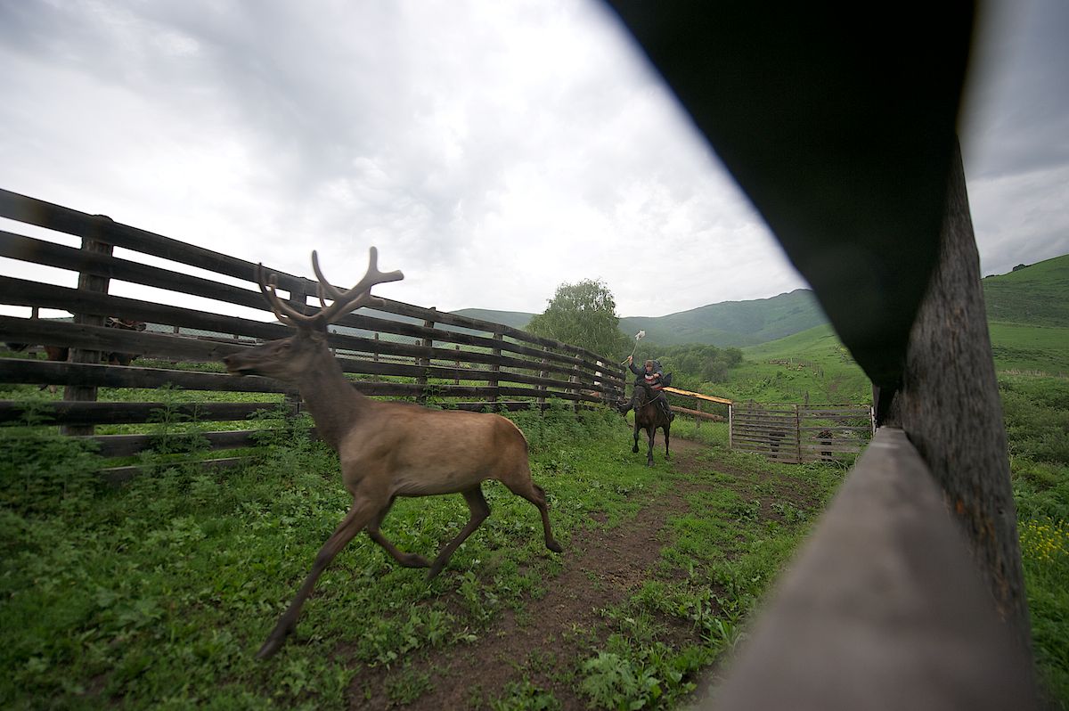 Мараловоды Катон-Карагайского района Восточного Казахстана проводят весеннюю резку пант — молодые рога маралов, из которых изготавливают ценные лечебные препараты. Панты, мараловодство, Катон-Карагай, Восточный Казахстан, маралы, традиции животноводства, экотуризм, пантогематоген, Карлыгаш Нуржан, Shanger.kz