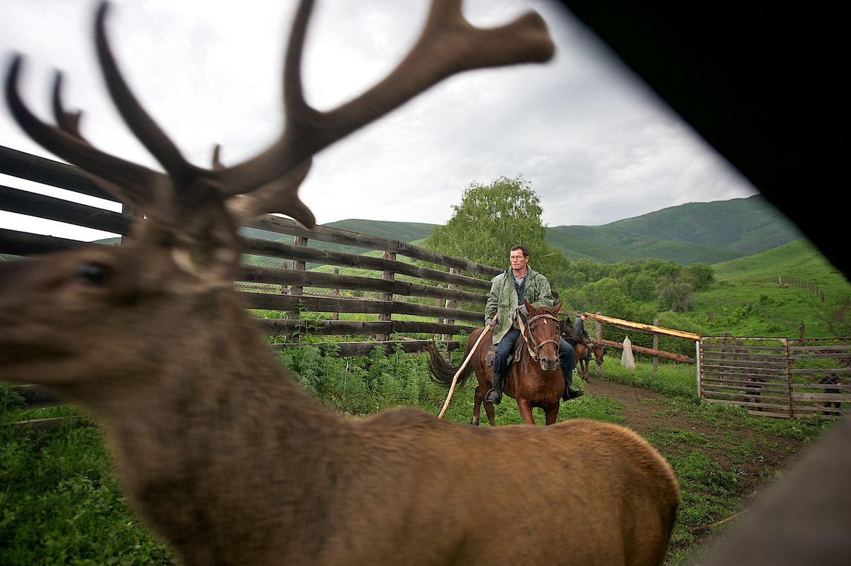 Мараловоды Катон-Карагайского района Восточного Казахстана проводят весеннюю резку пант — молодые рога маралов, из которых изготавливают ценные лечебные препараты. Панты, мараловодство, Катон-Карагай, Восточный Казахстан, маралы, традиции животноводства, экотуризм, пантогематоген, Карлыгаш Нуржан, Shanger.kz