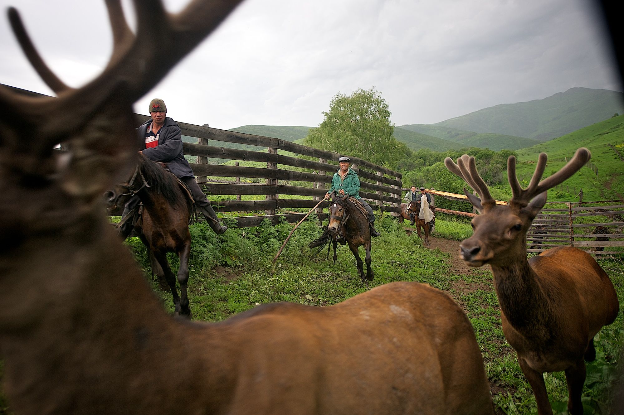 Мараловоды Катон-Карагайского района Восточного Казахстана проводят весеннюю резку пант — молодые рога маралов, из которых изготавливают ценные лечебные препараты. Панты, мараловодство, Катон-Карагай, Восточный Казахстан, маралы, традиции животноводства, экотуризм, пантогематоген, Карлыгаш Нуржан, Shanger.kz