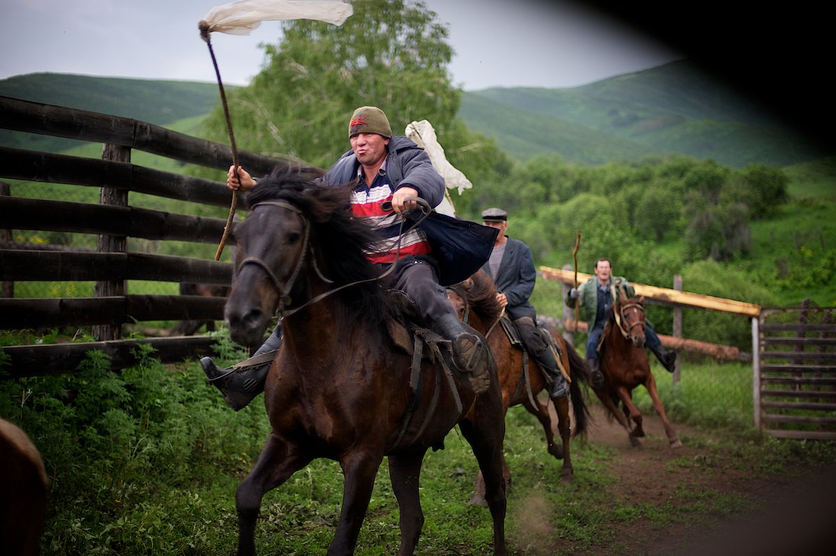 Мараловоды Катон-Карагайского района Восточного Казахстана проводят весеннюю резку пант — молодые рога маралов, из которых изготавливают ценные лечебные препараты. Панты, мараловодство, Катон-Карагай, Восточный Казахстан, маралы, традиции животноводства, экотуризм, пантогематоген, Карлыгаш Нуржан, Shanger.kz